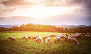 Lambs in Sun in Field