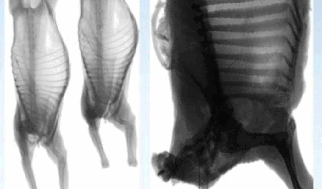 DEXA Carcase Feedback